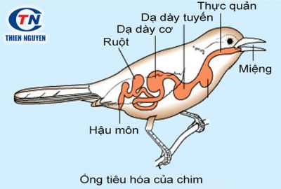 Hệ tiêu hóa của chim cút khỏe mạnh nhờ sử dụng Immunevets® mỗi ngày